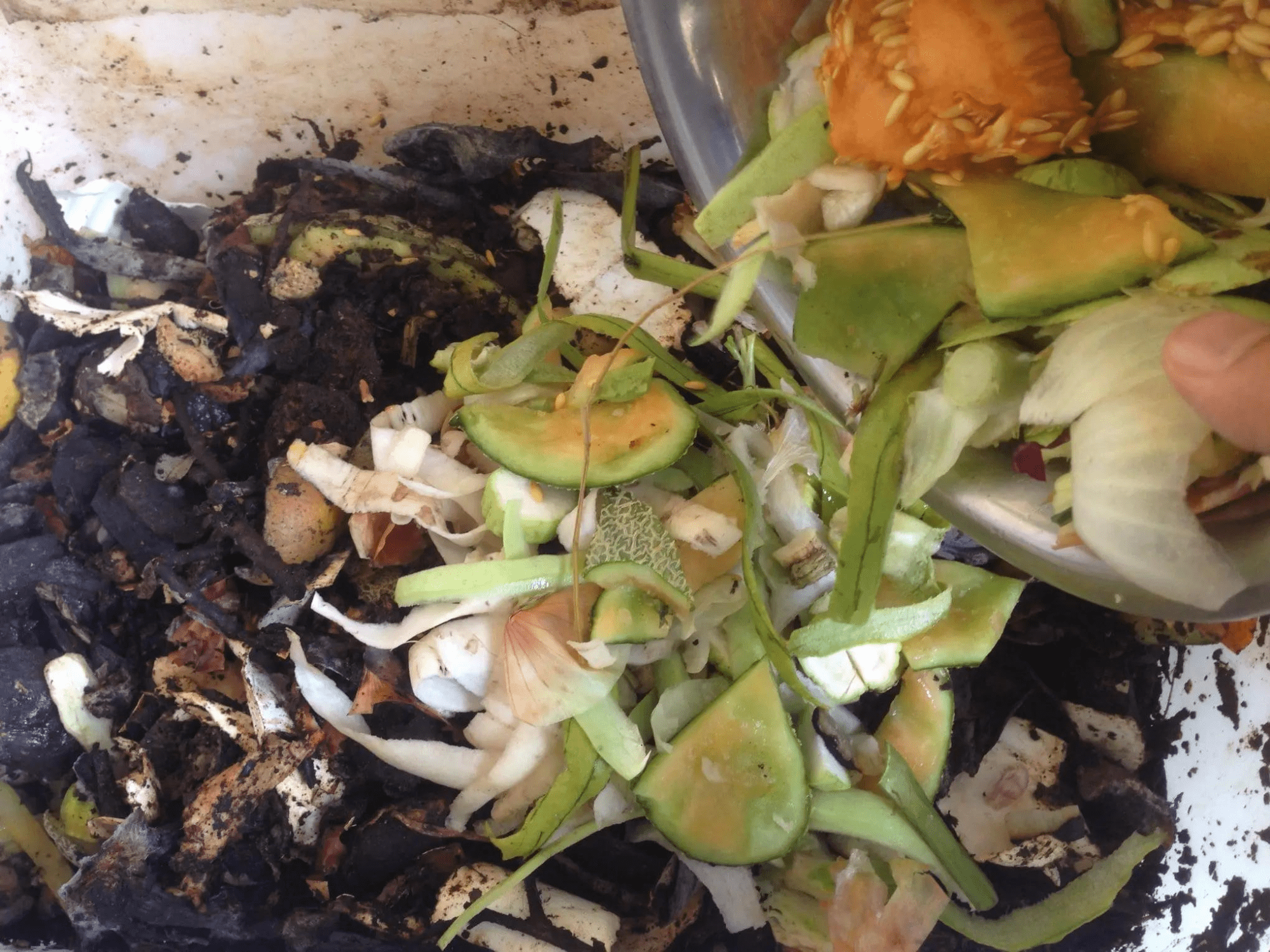 Scraps of food dumped into a compost bucket.