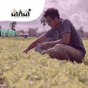 A guy with glasses harvesting the salad under the DakDam Incubation program: Seasons 1 & 2 in Cambodia.